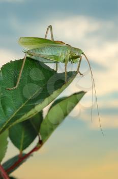 Royalty Free Photo of a Grasshopper on a Green Leaf