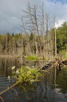 Royalty Free Photo of a Lake With a Fallen Tree in the Water in Belarus