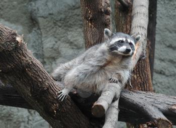Royalty Free Photo of a Raccoon in a Tree