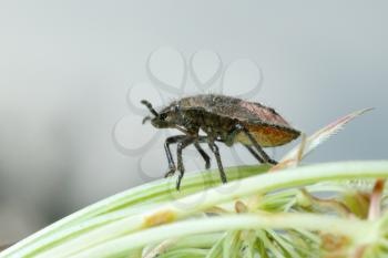 Royalty Free Photo of a Bug on a Plant
