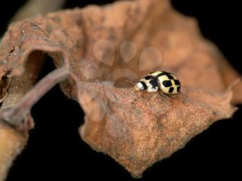 Royalty Free Photo of a Yellow and Black Ladybug on a Dried Leaf
