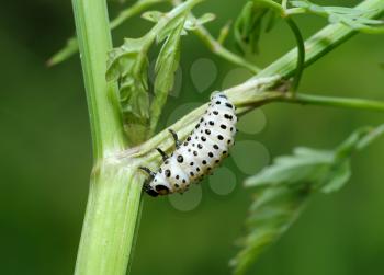 Royalty Free Photo of a Black Spotted Larva