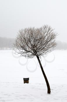 Royalty Free Photo of a Winter Day With a Tree in the Foreground