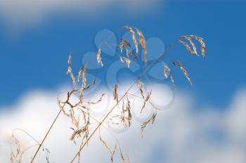 Royalty Free Photo of Stalks Against a Blue Sky and Clouds