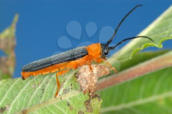 Royalty Free Photo of a Long Orange and Black Beetle on a Leaf