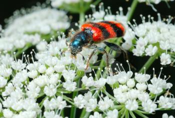 Royalty Free Photo of a Beetle on a Flower