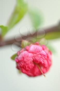 Royalty Free Photo of the Small Pink Flower of an Almond