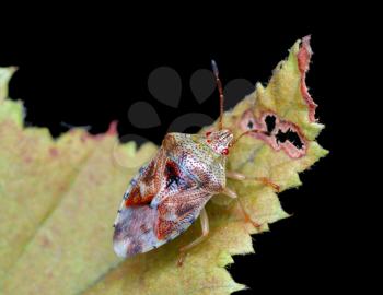 Royalty Free Photo of a Colourful Bug on a Leaf