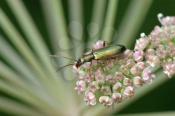 Royalty Free Photo of a Shiny Green Bug on a Flower