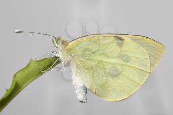 Royalty Free Photo of a Butterfly on a Leaf