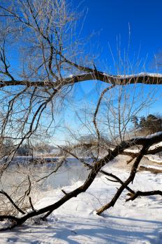 Royalty Free Photo of a Frosty Day With a Tree in the Foreground