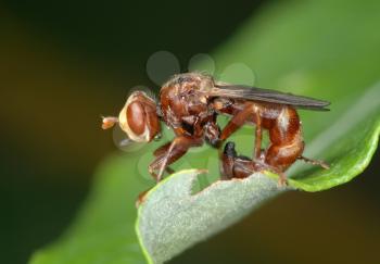 Royalty Free Photo of a Fly Sicus Ferrugineus Sitting on a Plant