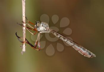 Royalty Free Photo of a Predatory Robber Fly