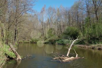 Royalty Free Photo of a River Through the Forest