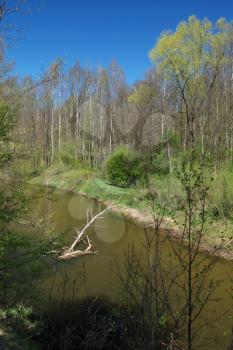 Royalty Free Photo of the Isloch River in a Belarus Forest