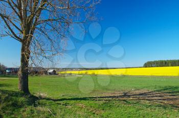 Royalty Free Photo of a Sunny Day in the Country