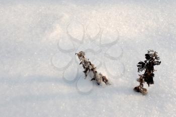 Royalty Free Photo of Plants Sticking Out of Snow