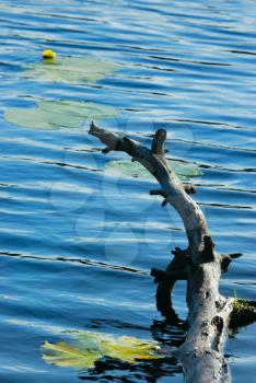 Royalty Free Photo of Water With Lilypads and a Tree Branch