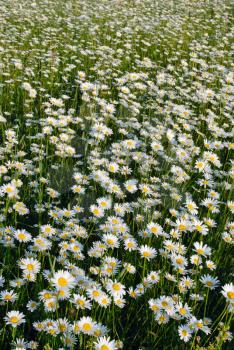 Royalty Free Photo of a Field of Daisies