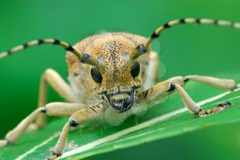 Royalty Free Photo of a Saperda Carcharias Bug