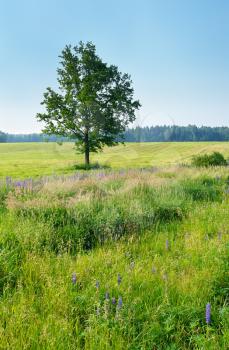 Royalty Free Photo of a Tree in a Meadow