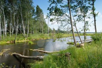 Royalty Free Photo of a River With Trees Fallen By a Beaver