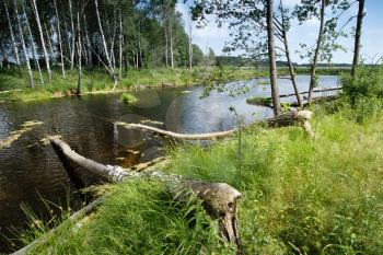 Royalty Free Photo of Fallen Trees Over a Forest Stream