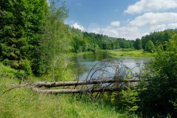 Royalty Free Photo of a Forest and River