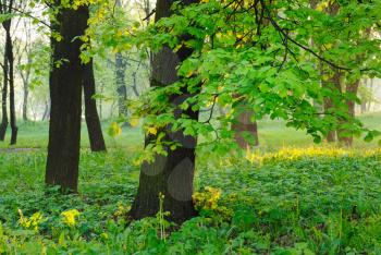 Royalty Free Photo of Sunlight Through Trees in a Forest