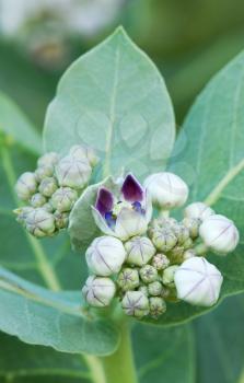 Royalty Free Flowers of Apple of Sodom Calotropis Procera