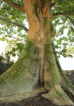 Trunk of a tropical tree Ceiba pentandra