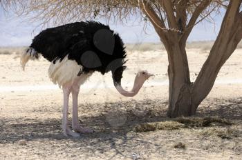 African ostrich in the reserve Hai-Bar Yotvata in southern Israel.