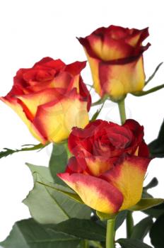 Red and yellow roses, isolated on a white background