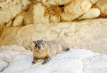 Yellow-spotted Rock Hyrax in the Ein Gedi Nature Reserve 