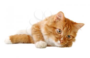 Young ginger cat, isolated on a white background