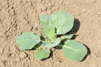 young plant of cabbage on a bed in the garden
