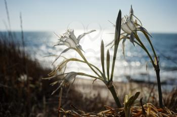Pancratium maritimum, large white flower on the Mediterranean coast