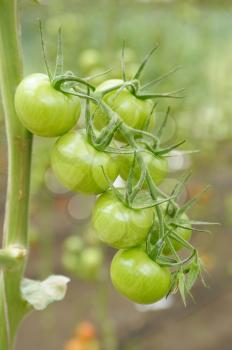 Unripe green tomatoes growing in a greenhouse
