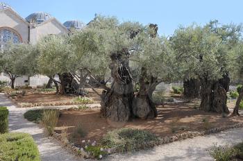 Old olive trees in the Garden of Gethsemane in Jerusalem
