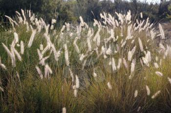 Fluffy spikelets of grass on the sand in Israel