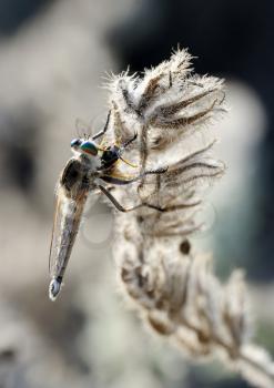 Closeup of the nature of Israel - asilidae on the twig