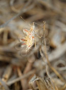 Closeup of the nature of Israel - bug on a dry grass