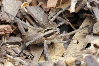 Closeup of the nature of Israel - spider on the ground