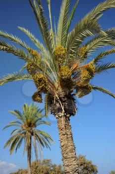 Palm trees and the Mediterranean Sea, Park of Ashkelon in Israel