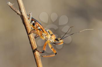 Closeup of the nature of Israel -  bug on a branch