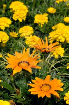 Short large yellow flowers Gazania in the flowerbed