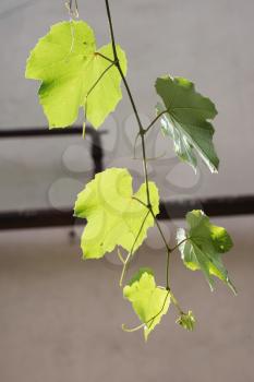 Sprig of the grapes against the background of the old house