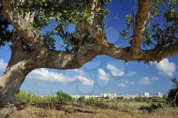 Trees, bushes, grass and cacti on waste ground near the town in Israel