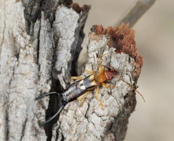 Closeup of the nature of Israel - earwig on the bark