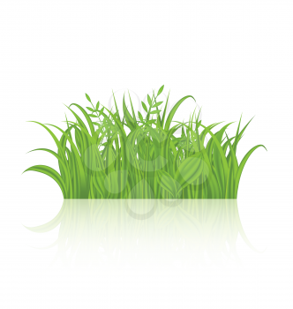 Illustration green grass with reflection isolated on white background - vector